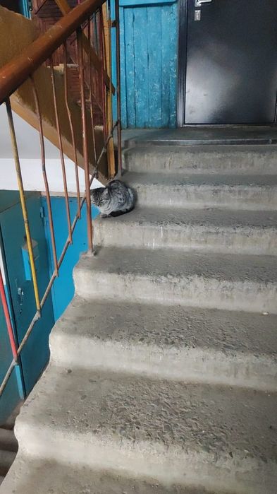 Пристраивается кошечка