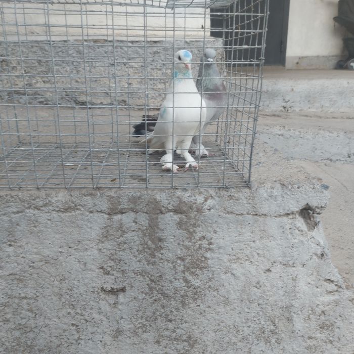 Бели такла самец тяга винтом