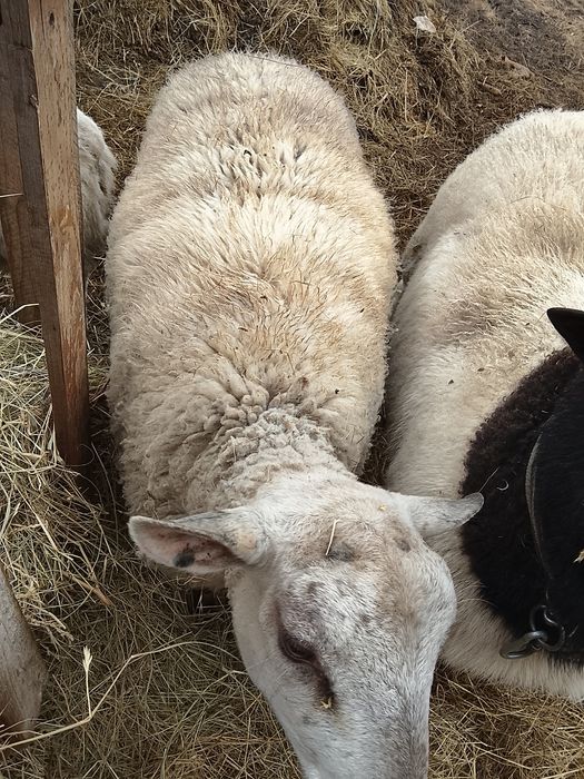 Vând berbec rasă Texel