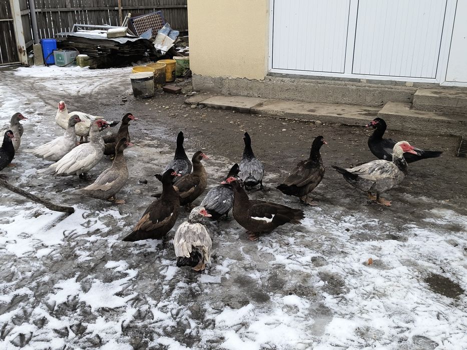 Vând oua incubat rațe românești cu moț și Leșești