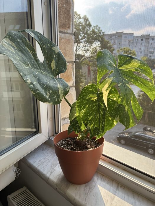 Монстера делисиоза thai constellation тайландско съзвездие monstera deliciosa делисиоза