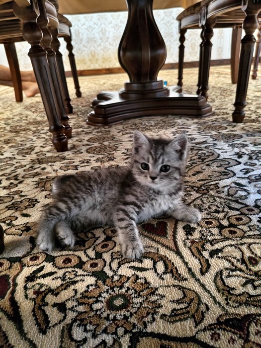 Котята Британские шиншиллы