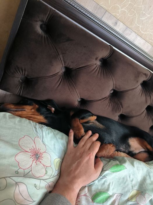 Собака такса ищем сучку на случку