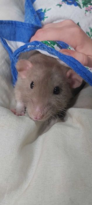 Крысята ручные, милые, домашние питомцы !!!