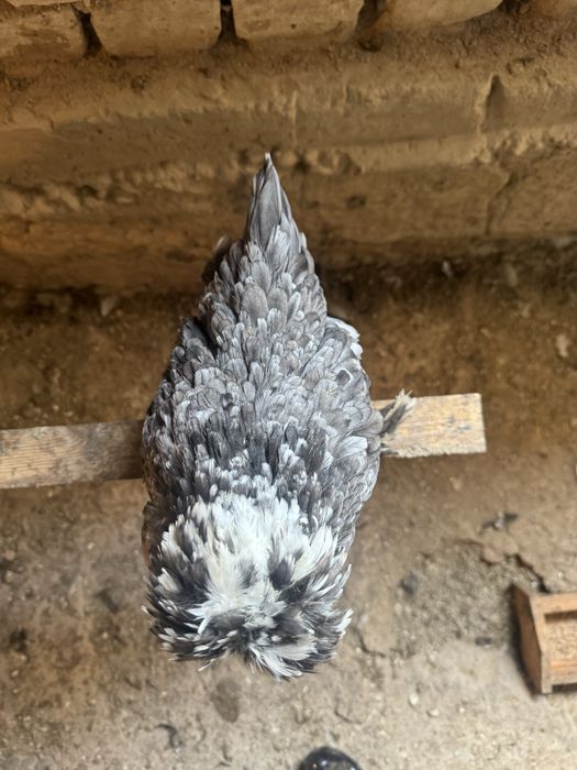 Султанка тауықтар