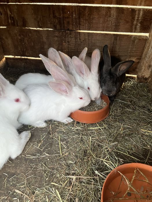 Vand iepuri Urias German