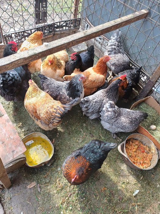 Продам курей домашние