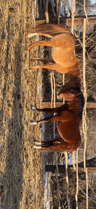 Айгыр жеребец айғыр