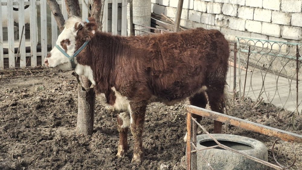 Қашар Порода Ақ бас Срочно сатылады