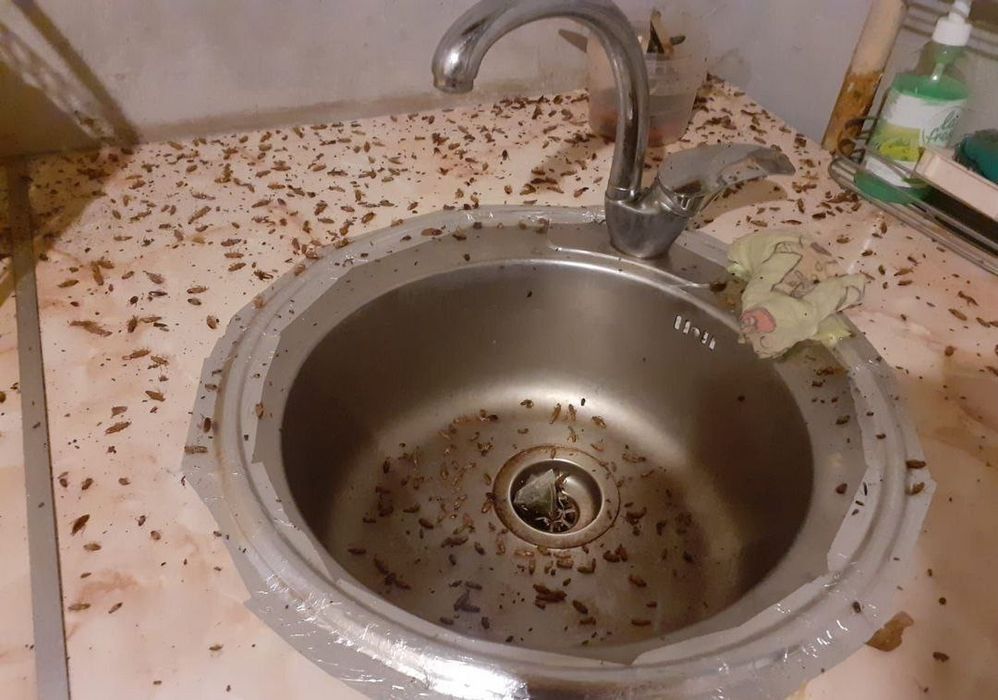 Angren Dezinfeksiya , Tarakan, Klopa, chayon, va barcha xashoratlar