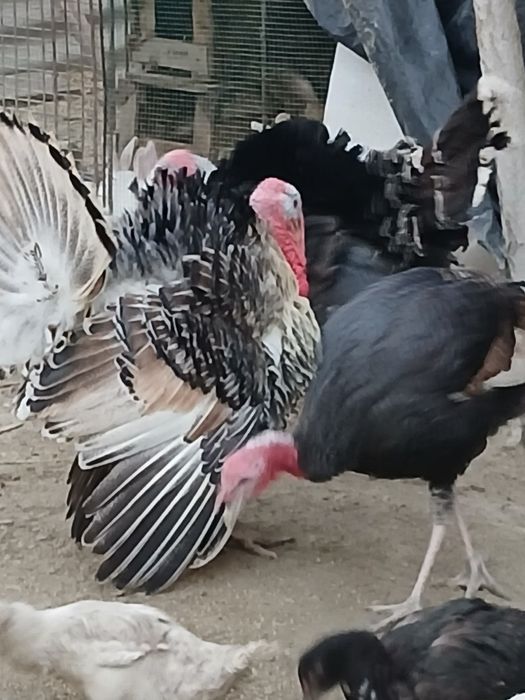 Soʻyishga tayyor boʻlgan