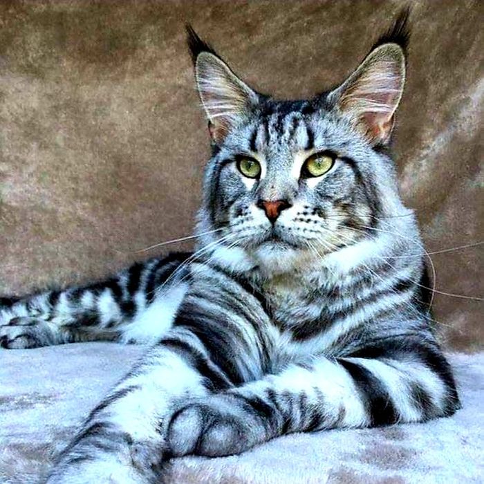 МЕЙН- КУНЫ ! ЦВЕТНЫЕ, Голубые- Мрамор- Дым и т.д.