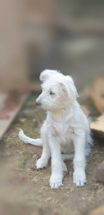 Donez cățeluși adorabili