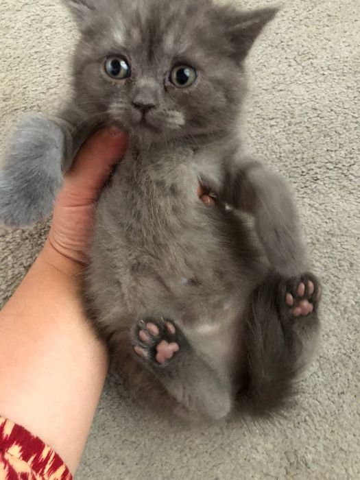 Scottish fold Scottish straight