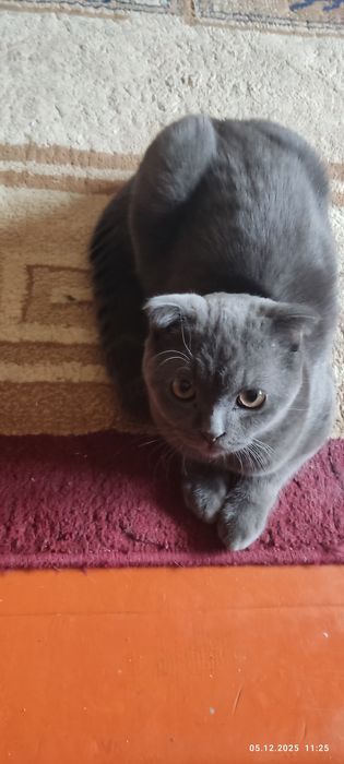 Британский котёнок