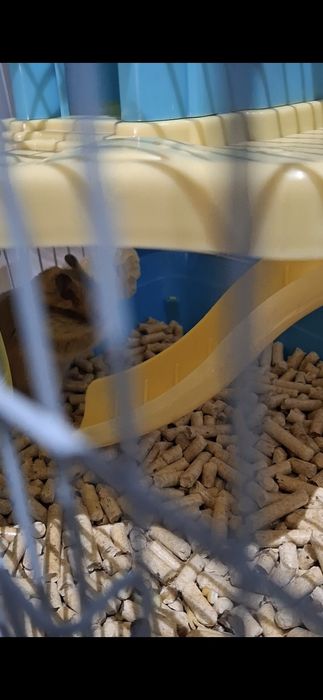 Клетка для хомяков срочно