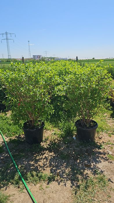 Cedru - Maslin - Ilex - Palmieri