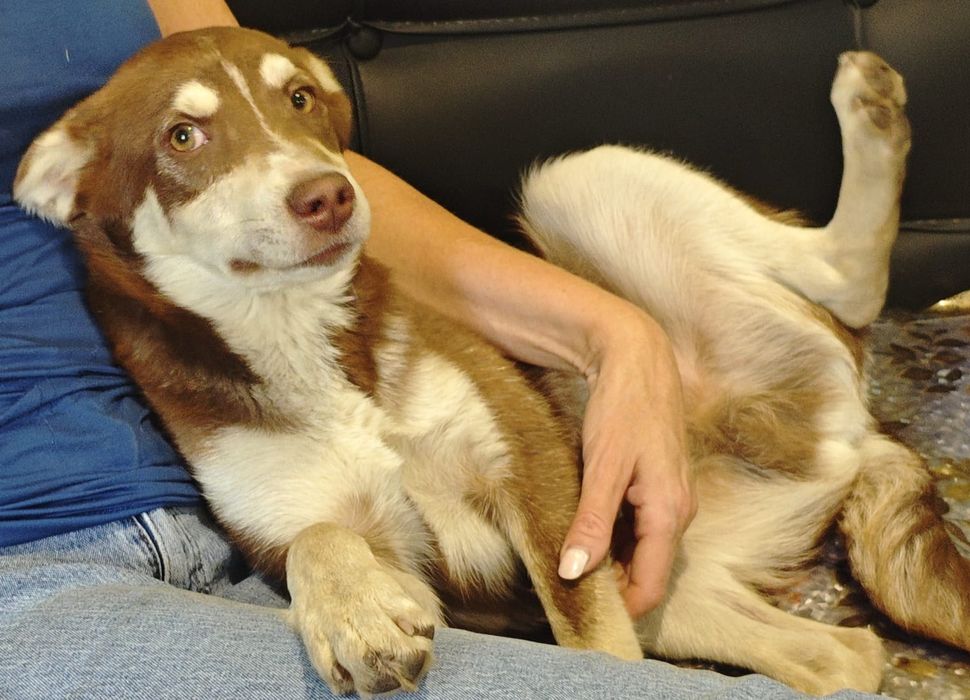 Отдам в добрые руки