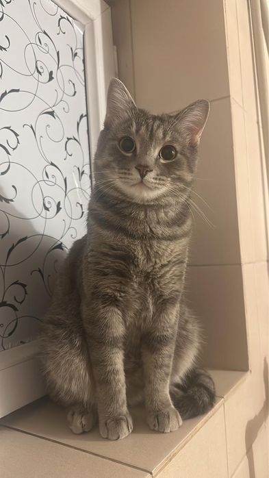 Пропал кот