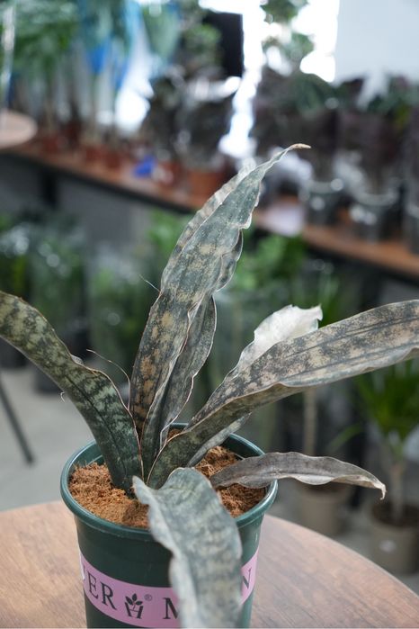 Сансевиерия Стар Каньон