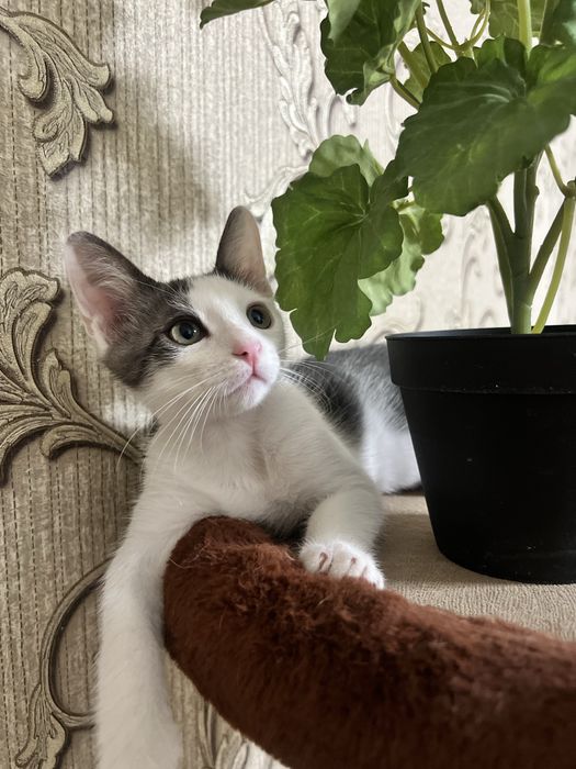 В добрые руки котята