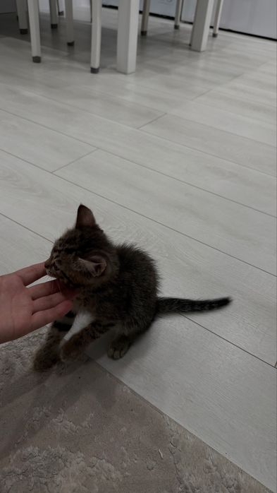Котенок девочка!!!