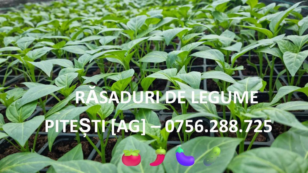 Răsaduri legume tradiționale românești – gust autentic ca pe vremuri