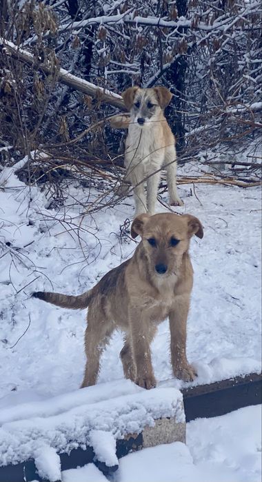 Щенков, отдам 4 мес, девочки, привиты, привезу