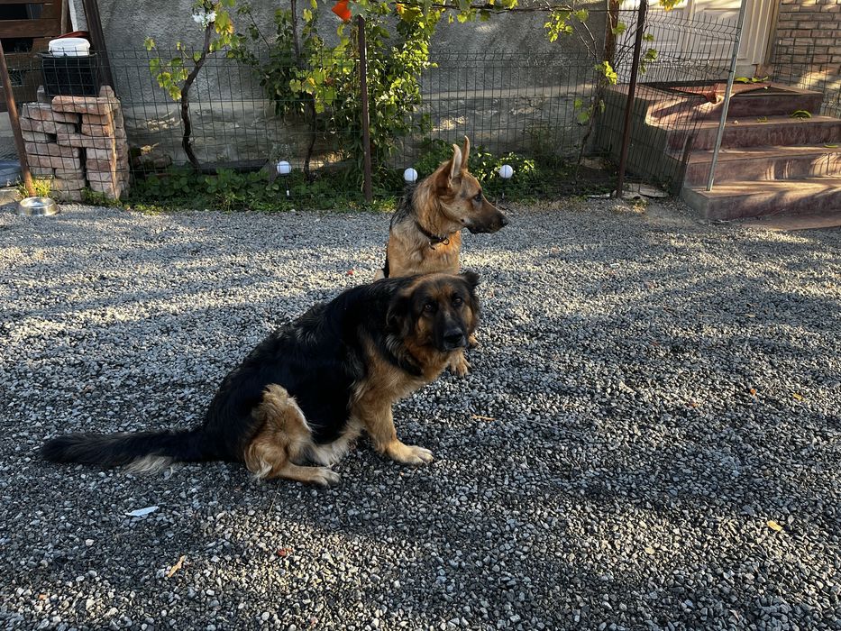 Donez canisa lupi germani