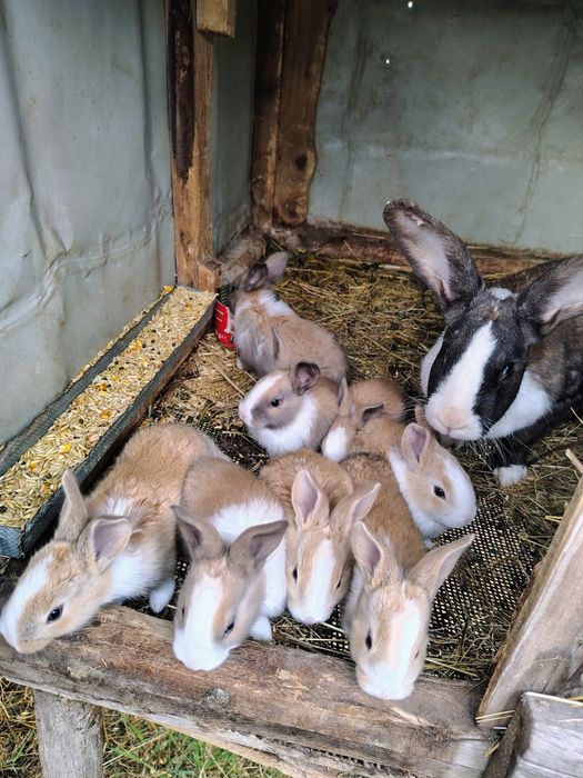 Hycole francez și uriaș de Transilvania