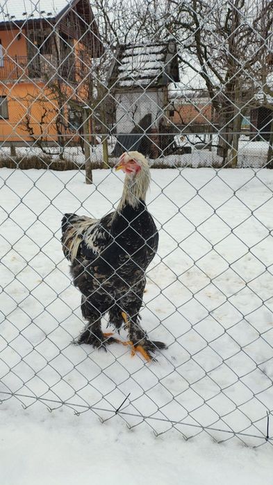 Cocoș Brahma de 8 luni