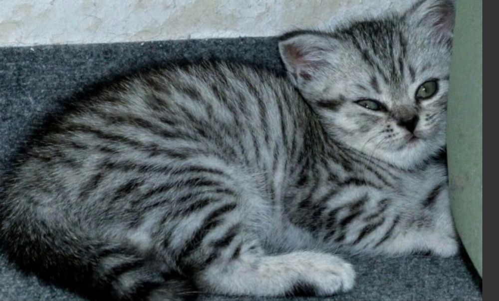 котята табби британцы