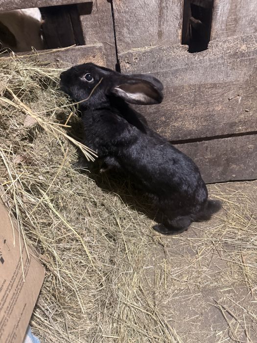 Продам   кролих две штуки  .