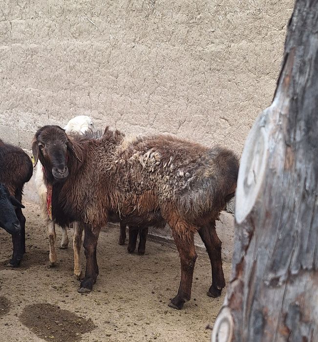 Қошқар сатылады .