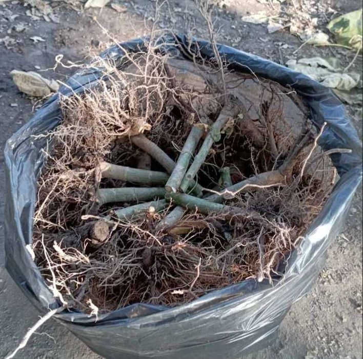 Посадъчен материал от Пауловния