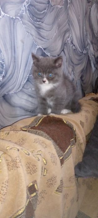 Подарим котенка .
