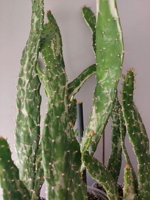 СРОЧНО!!! Продам мраморный кактус