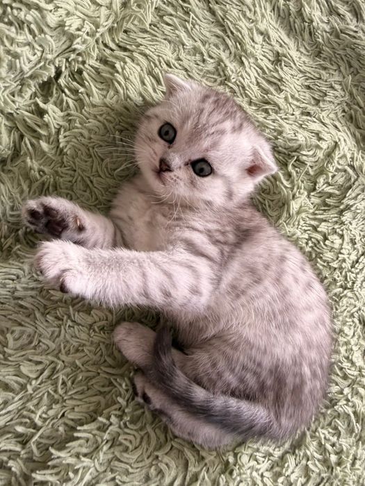 Вислоухие плющевые малыши