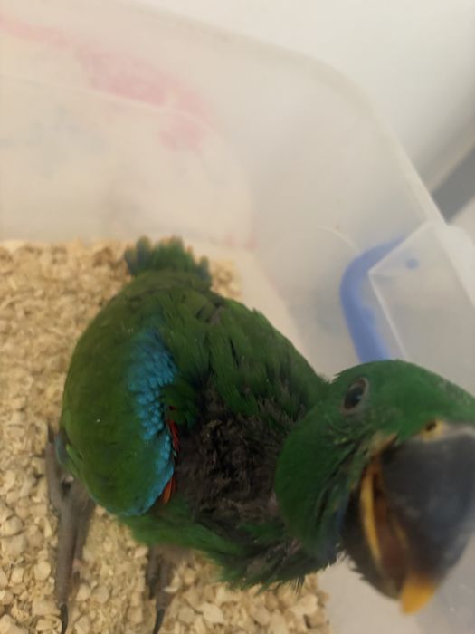 Papagal eclectus, mascul 2026