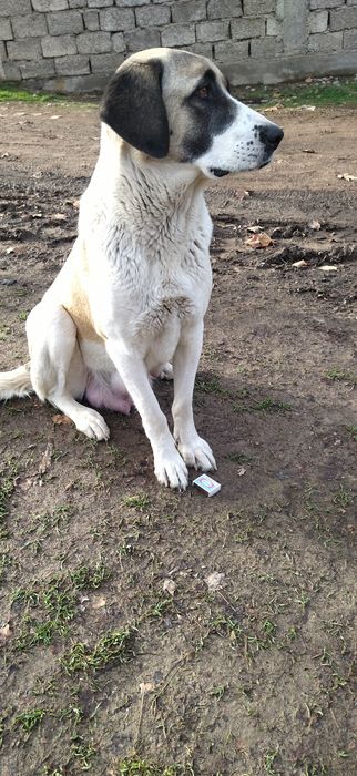 Щенки Алабайчики