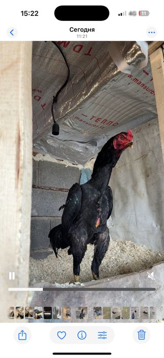 Сатылады тайго апрелски