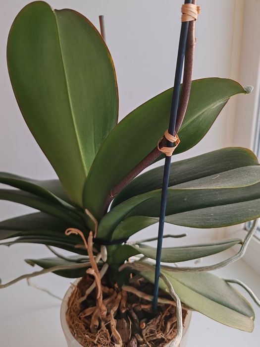 Орхидея фаленопсис