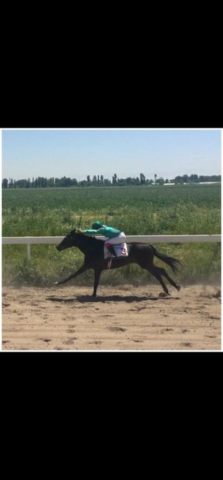 Ot sotiladi Продаётся лошадь