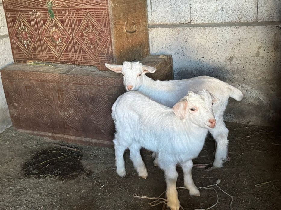 Лақтар жақсы тұқымды