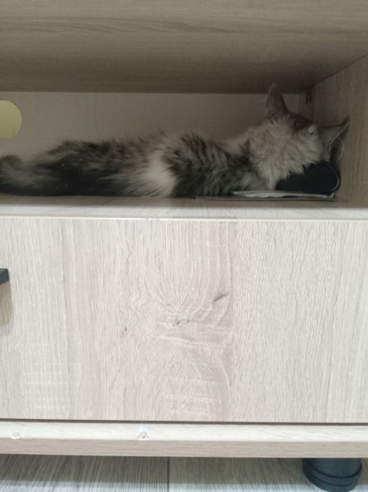 Котята  отдам даром