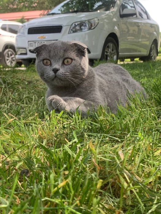 Кот Скоттиш фолд оригинал!!! Вязка кота с кошкой, сотилмайди!