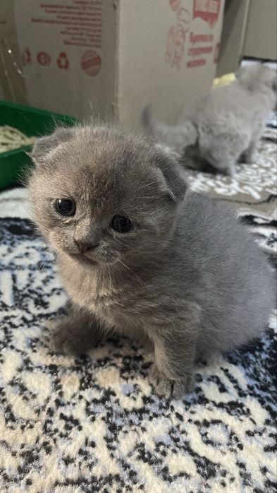 сотилади мушукчалар