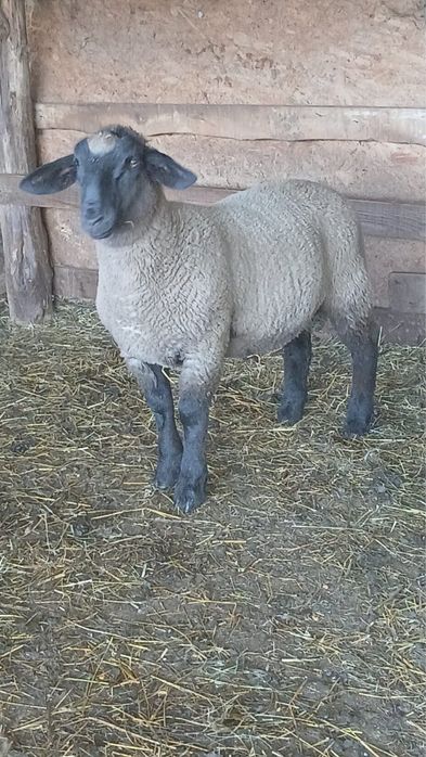 Berbecut rasa Suffolk