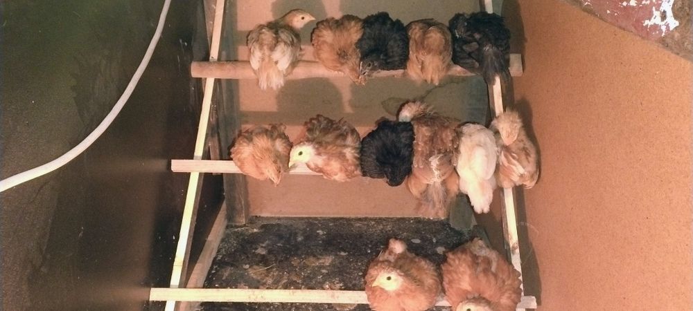 Vând oua de găină