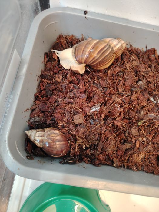 Продам взрослых улиток